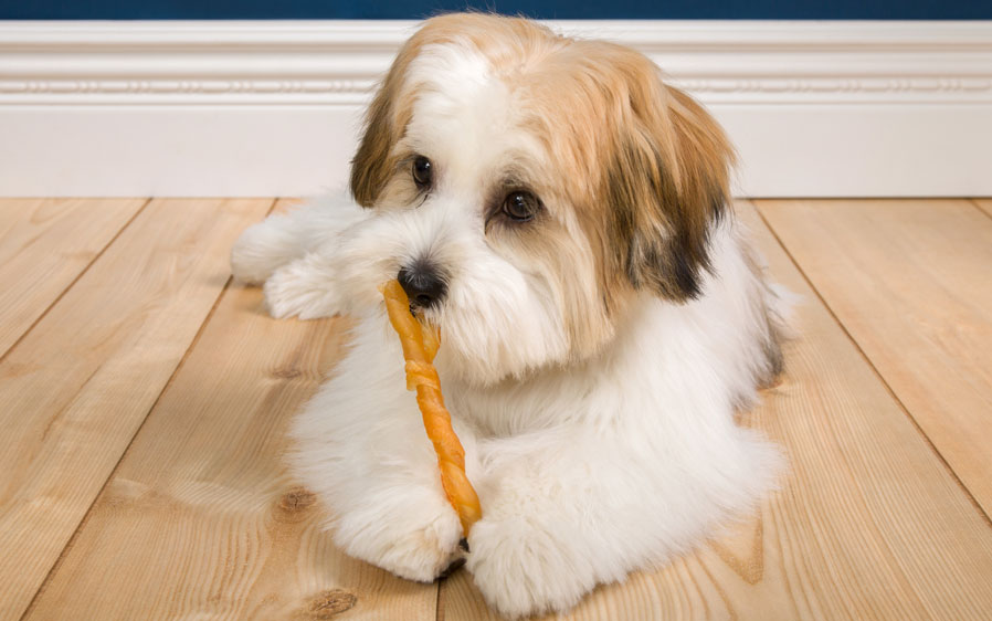 dog lying on floor enjoying a dog treat wrapped with real chicken 