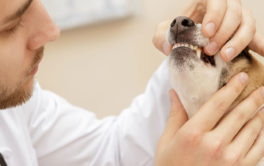 Small canine being inspected by the vet for potential dental diseases
