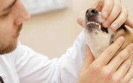 Small canine being inspected by the vet for potential dental diseases