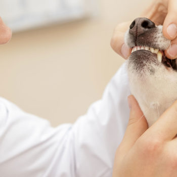 Small canine being inspected by the vet for potential dental diseases