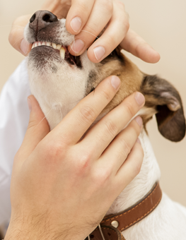 Dog being gripped by vet at office, during a dental disease examination