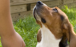 A hound looks up at their owner, while house training outside on the grass