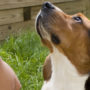 A hound looks up at their owner, while house training outside on the grass