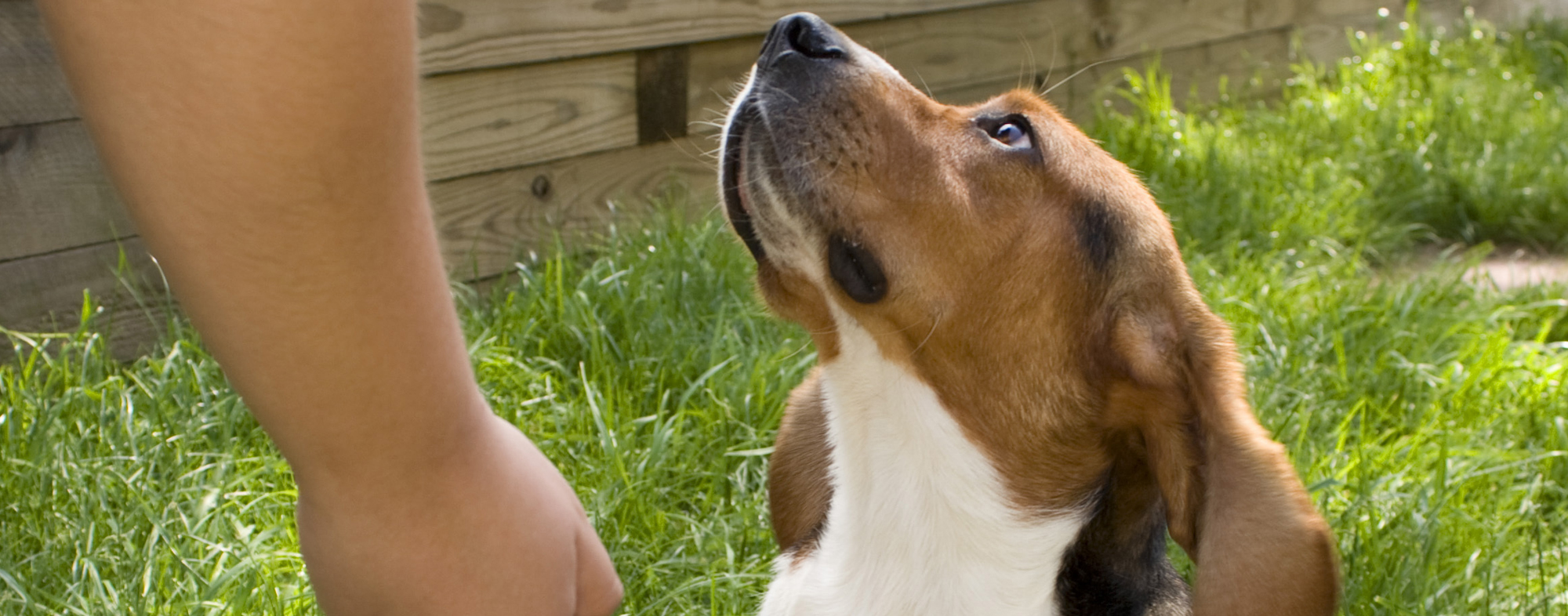 A hound looks up at their owner, while house training outside on the grass