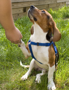Hound wearing blue harness raises paw for owner, during house training