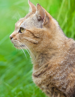Cat standing outside in the grass, after application of a flea and tick product