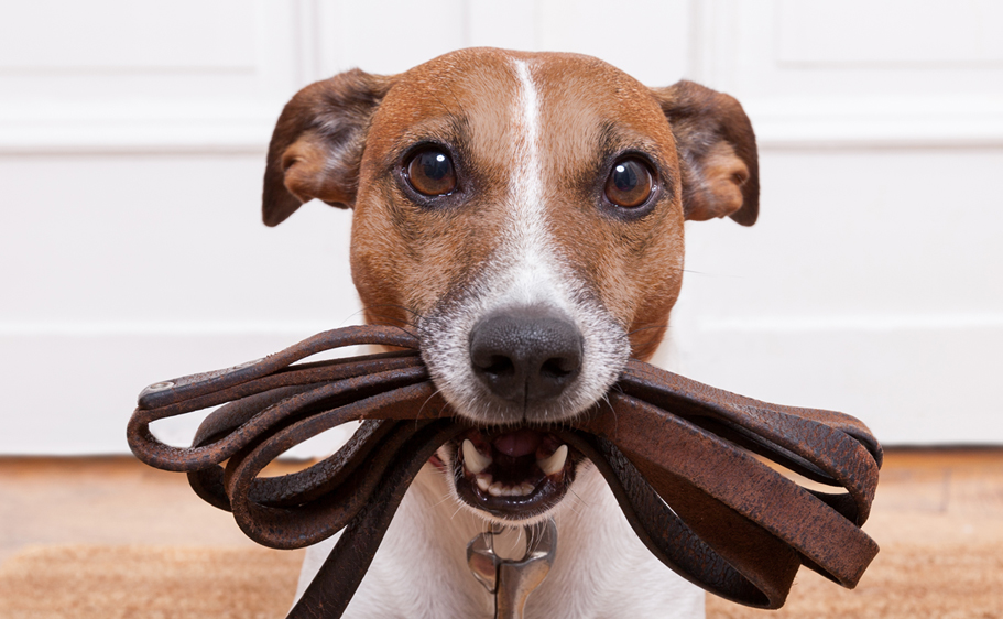 Be patient. House training is stressfull for you and your dog.