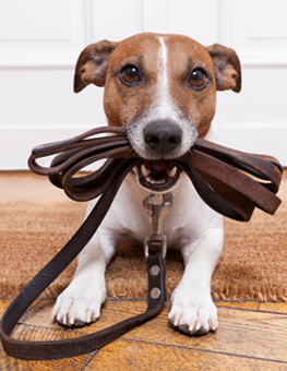 Using training pads will reduce the stress of owning a new puppy