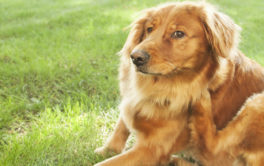 dog scratching