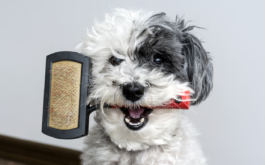 Curly haired dog clenching handle of bristle brush in its mouth