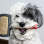 Curly haired dog clenching handle of bristle brush in its mouth