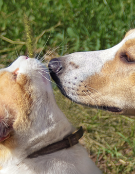 Cat being sniffed by a dog, following a topical treatment for sunburn