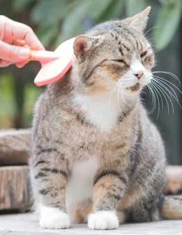 Owner grooming their rust coated cat with a brush