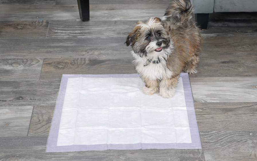 Average sized dog sitting on a Hartz Home Protection lavender scented dog pad.