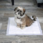 Dog posing on a Hartz Home Protection Odor Eliminating dog pad.