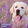 Hartz Home Protection Odor Eliminating training pads have a fresh lavender scent.