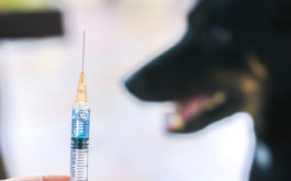 Veterinarian preparing syringe with vaccination against viruses for black dog