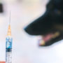 Veterinarian preparing syringe with vaccination against viruses for black dog