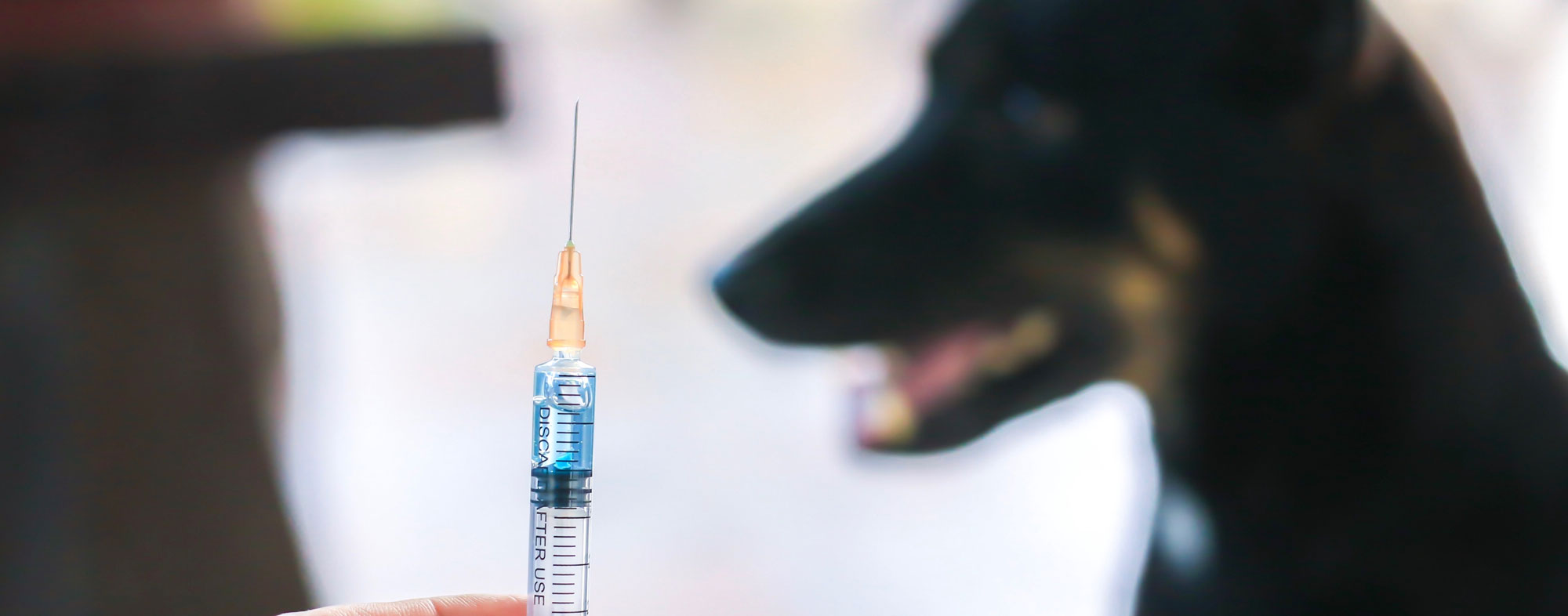 the-importance-of-vaccinating-your-cat-or-dog-hartz