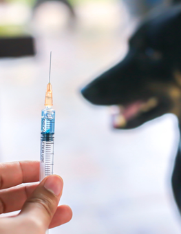 Syringe filled with vaccinations against viruses, ready for black dog at vet