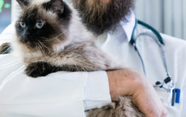 Blue eyed cat being held by veterinarian, before receiving vaccinations