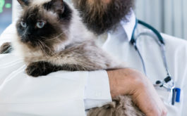Blue eyed cat being held by veterinarian, before receiving vaccinations