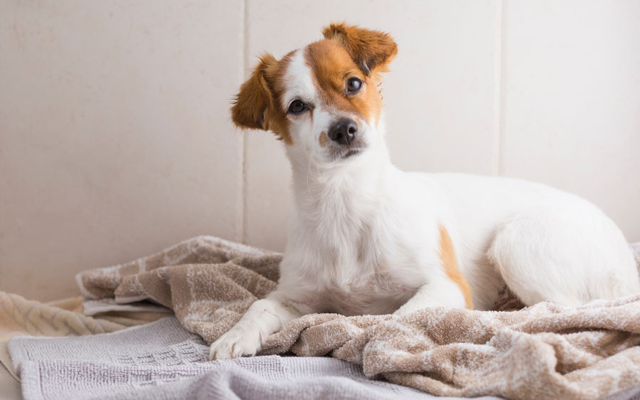using dandruff shampoo on dogs