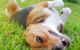 Dog rolling around in the grass, witnessed throughout the history of canines