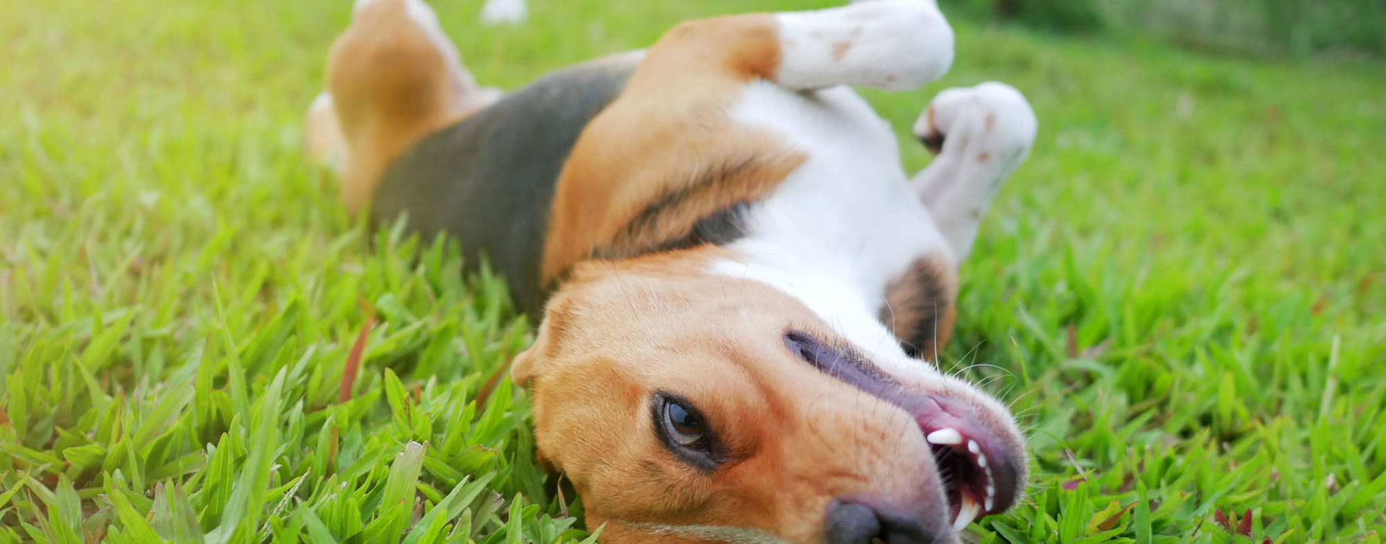 How to Satisfy Your Dog and Cat s Natural Instincts Through Play