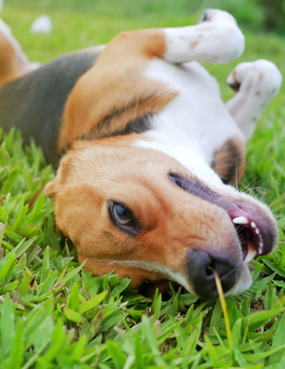 Dog naturally entertaining herself by rolling around the grass outside