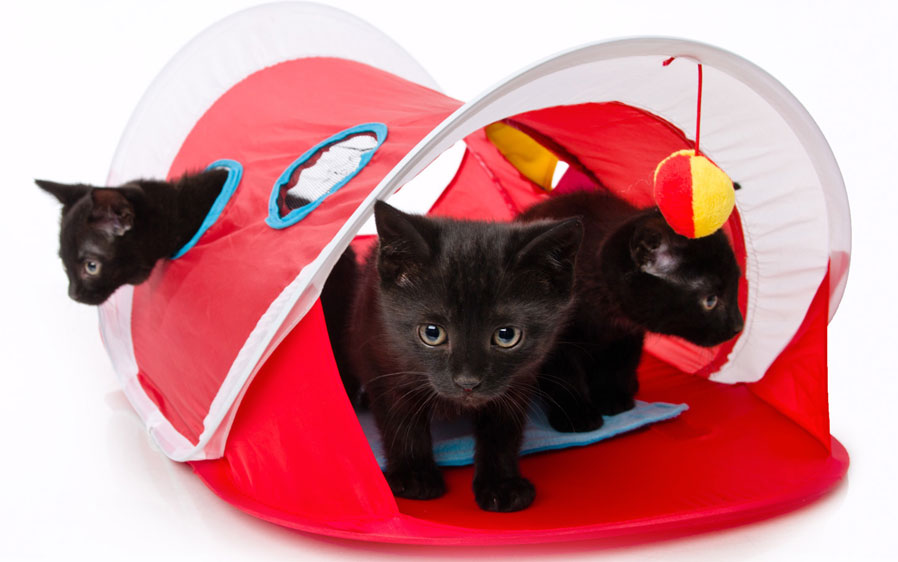 Hartz Peek & Play Pop-Up Tent Cat Toy Hanging Toys Crinkle Mat 