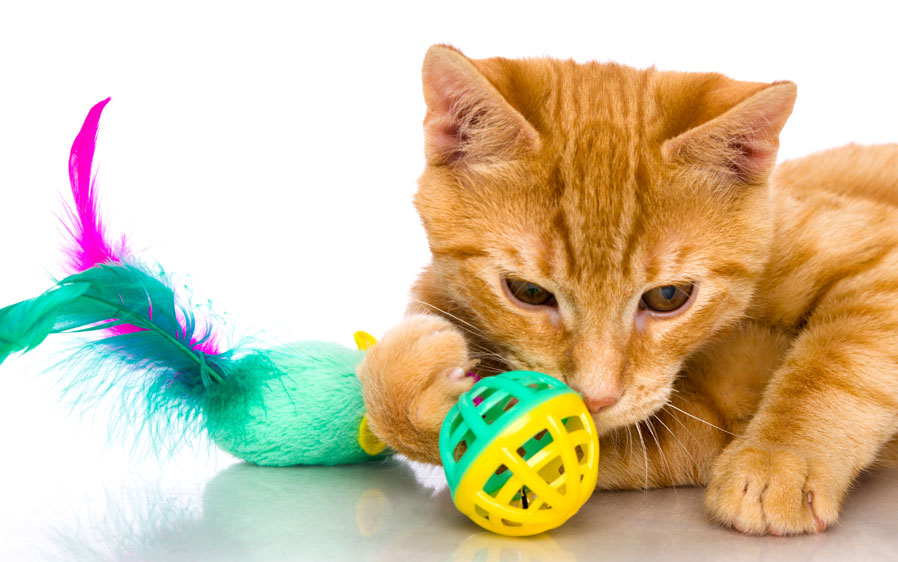 Best kitten toys 2018 outlet