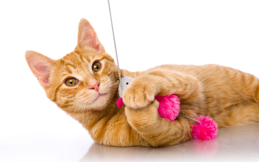 Hartz Just For Cats Bend A Wand Cat Toy Hartz
