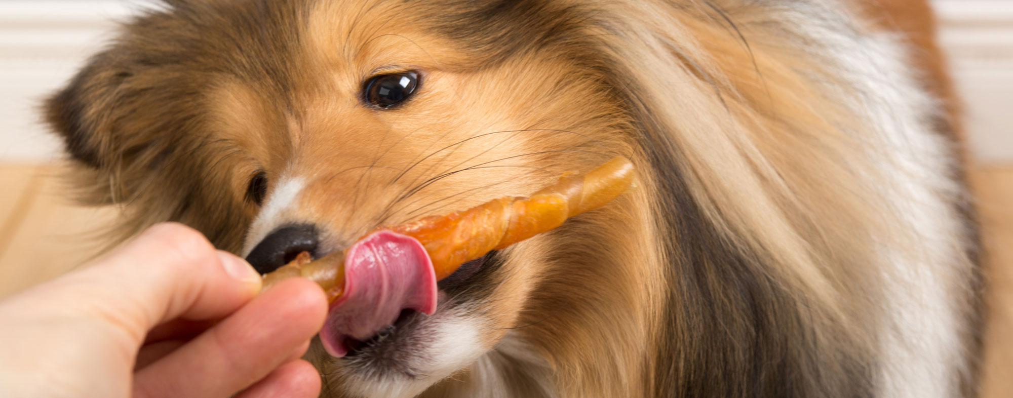 When to 2025 give puppy treats