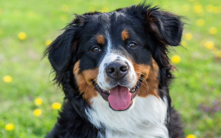 hartz natural rawhide chews