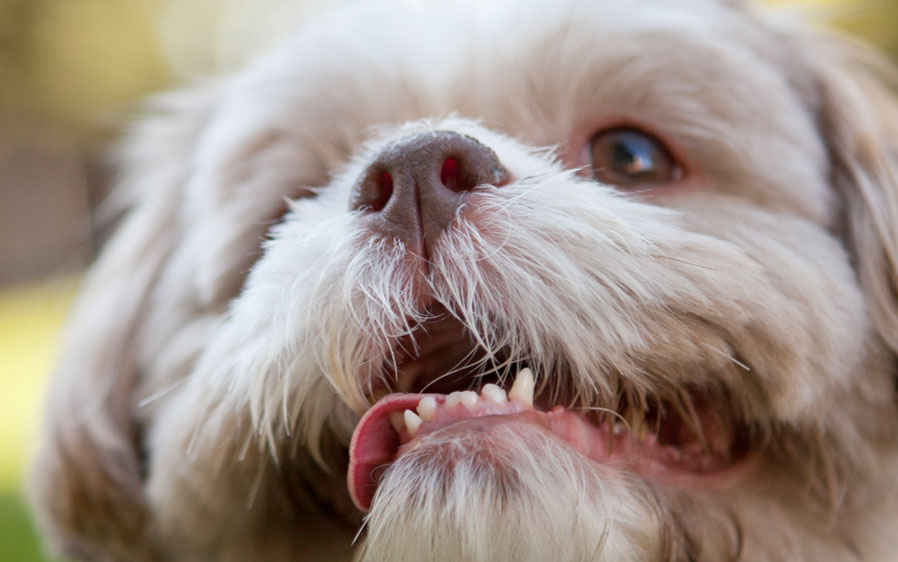 hartz dental chews for dogs