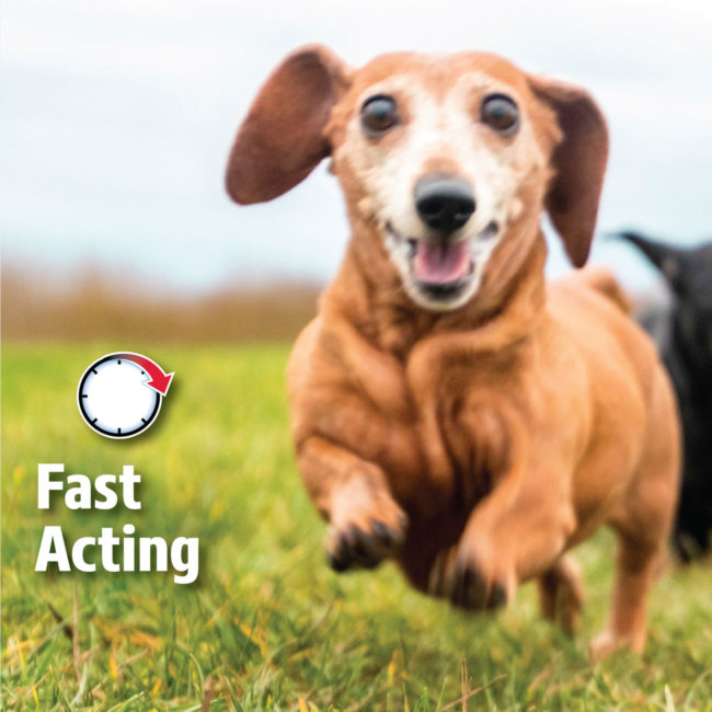 Hartz UltraGuard Dual Action Topical flea and tick drops for dogs are a fast acting topical drop formula.