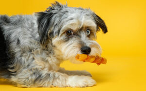 Dog chewing on a Oinkies Jerky Twist.