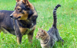 Dog and cat standing in grass. Now is the time to learn about dog tick treatment and flea treatments for cats.