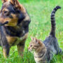 Dog and cat standing in grass. Now is the time to learn about dog tick treatment and flea treatments for cats.