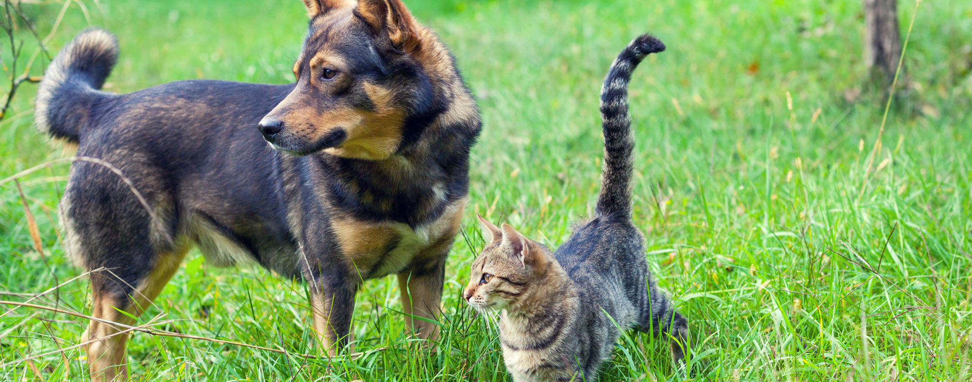 How Do Flea & Tick Treatments Work on Cats and Dogs? | Hartz