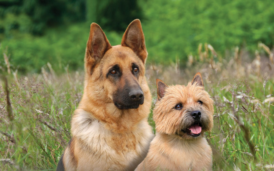 Hartz flea and tick collars protect dogs and puppies from fleas and ticks.