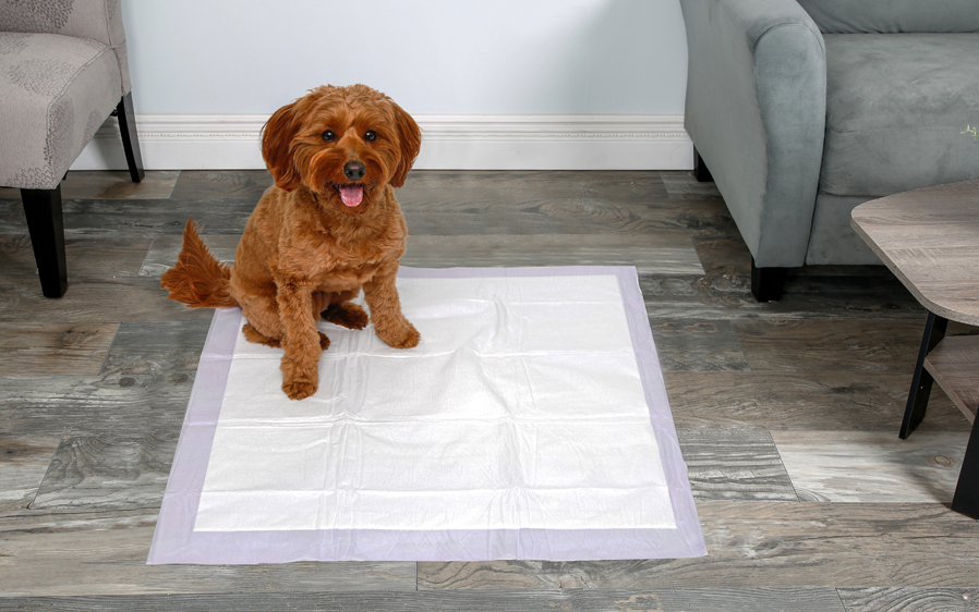 Larger dog sitting on a XXL scented dog pad.