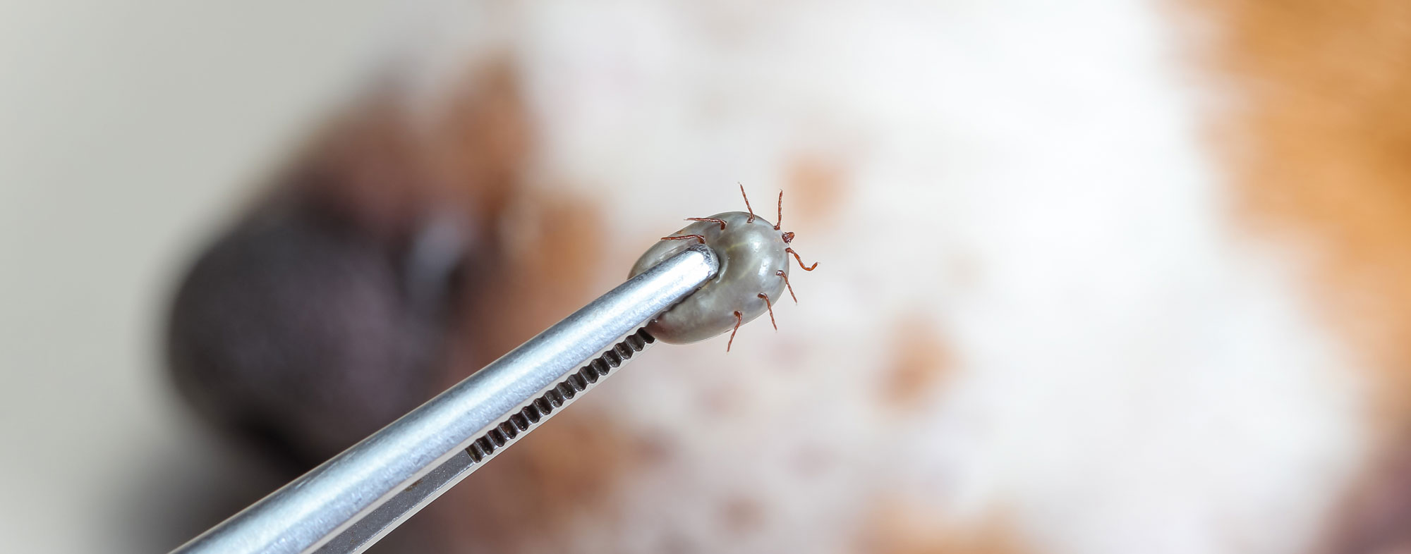 How To Safely Remove A Tick Without Tweezers Mice