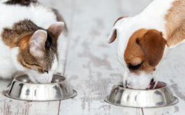 cat eating cat food, dog eating dog food