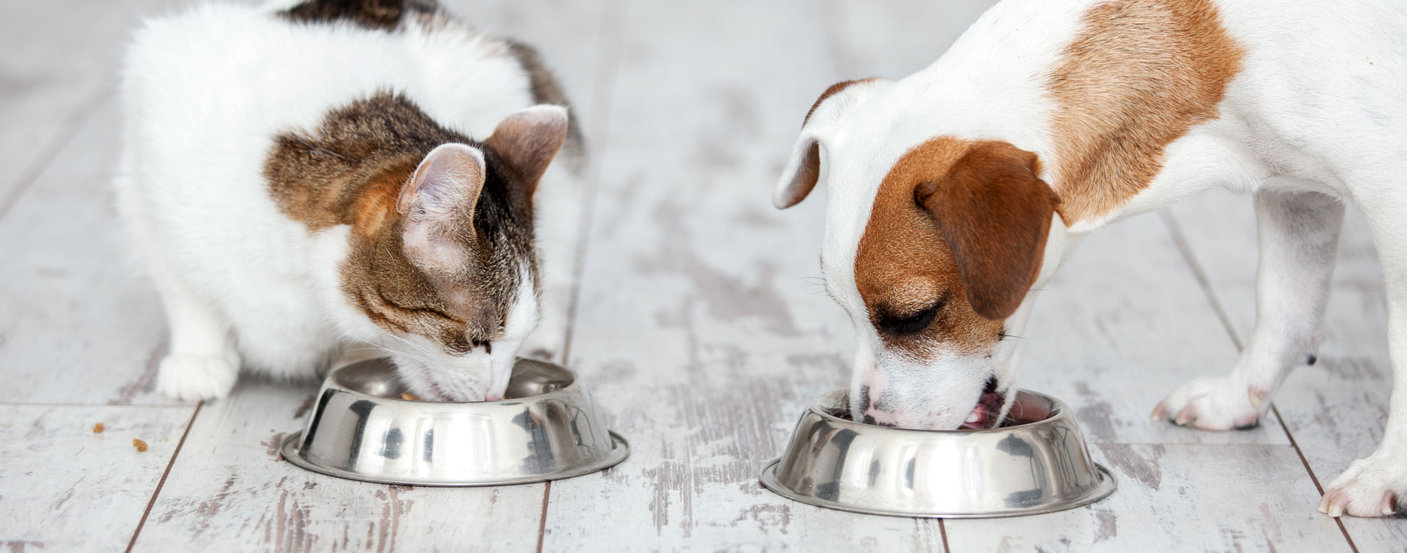 cat eating cat food, dog eating dog food