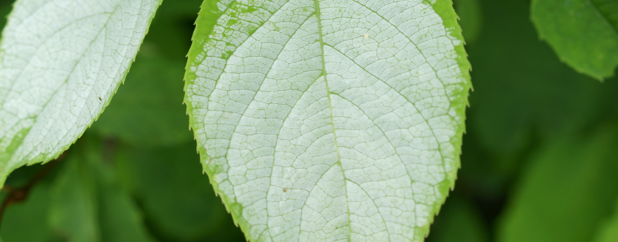 SILVER VINE Questions and Answers with Sebastiaan Bol, Ph.D. | Hartz