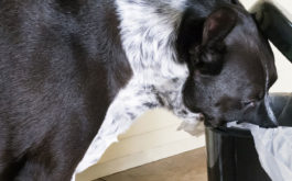 Dog peering into a kitchen garbage can. Are fleas lurking in your garbage cans?