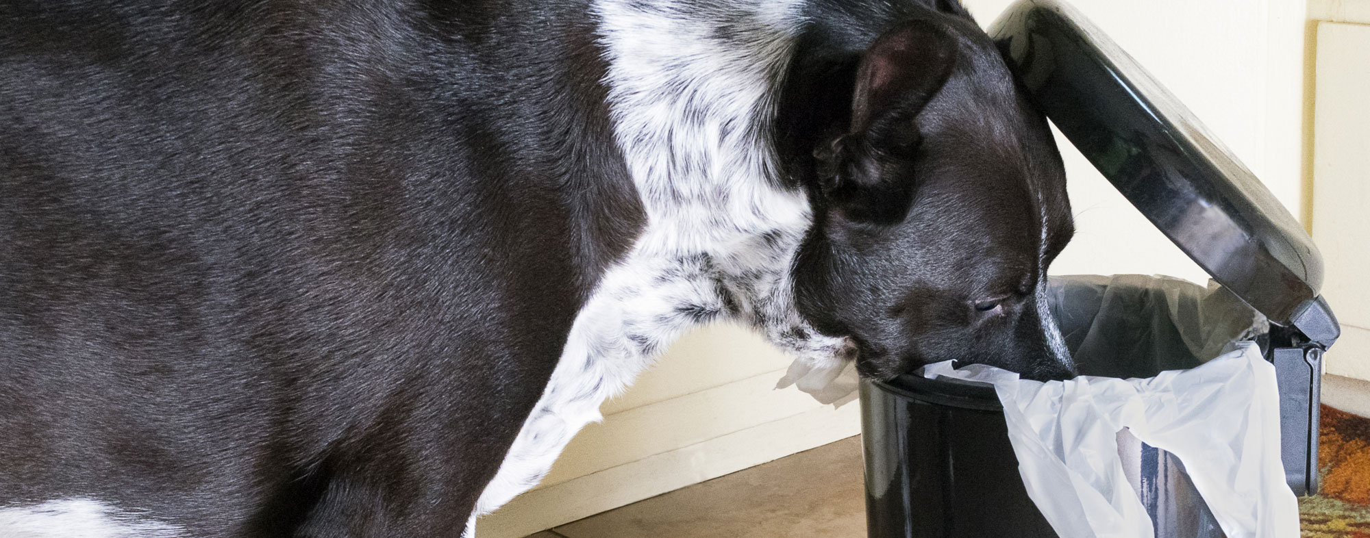 Are fleas lurking in your garbage cans? Hartz