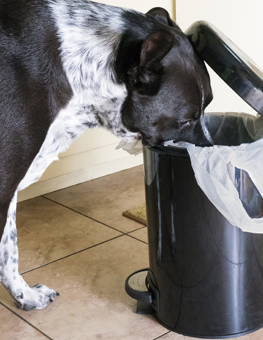 Dog peering into a kitchen garbage can. Are fleas lurking in your garbage cans?